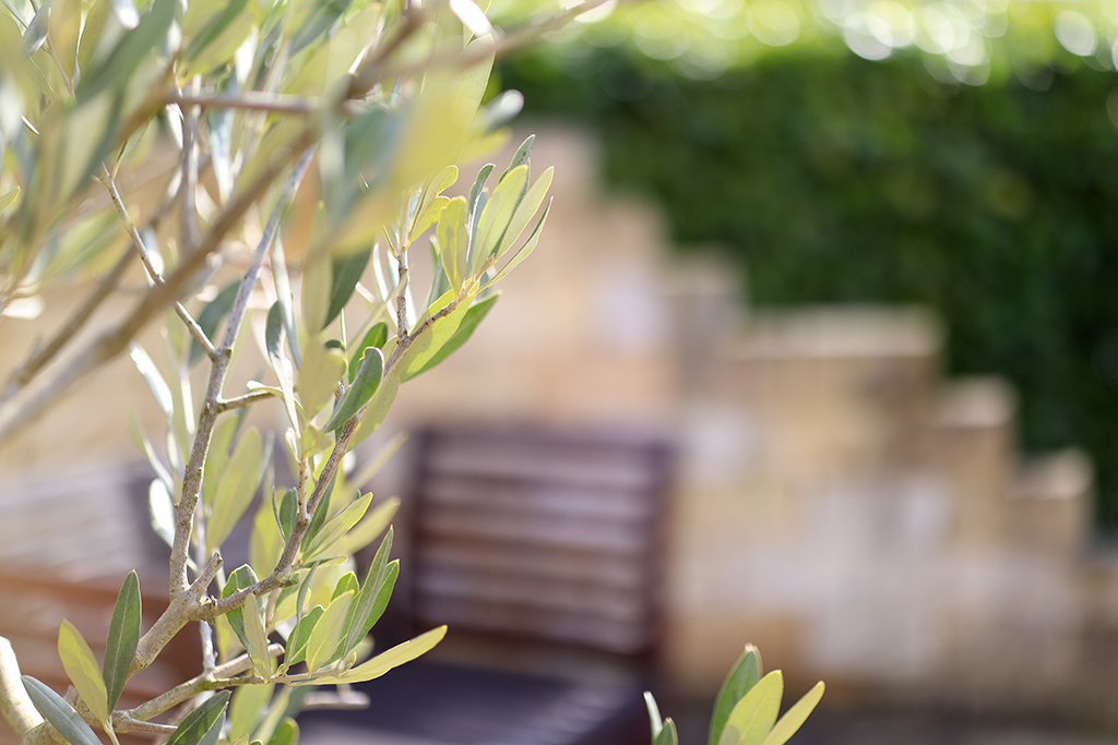 Olivenbaumzweig mit Tiefenunschärfe