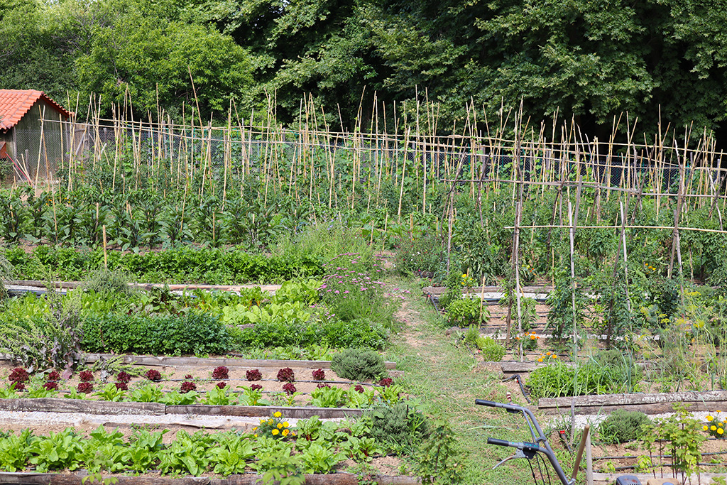 Gemüsegarten Karaiskos-Farm.