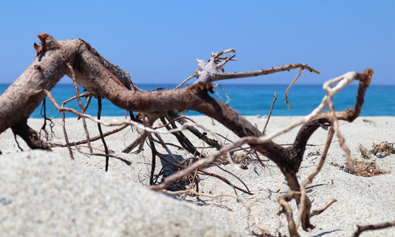 Treibgut am Possidi-Beach Kasandra