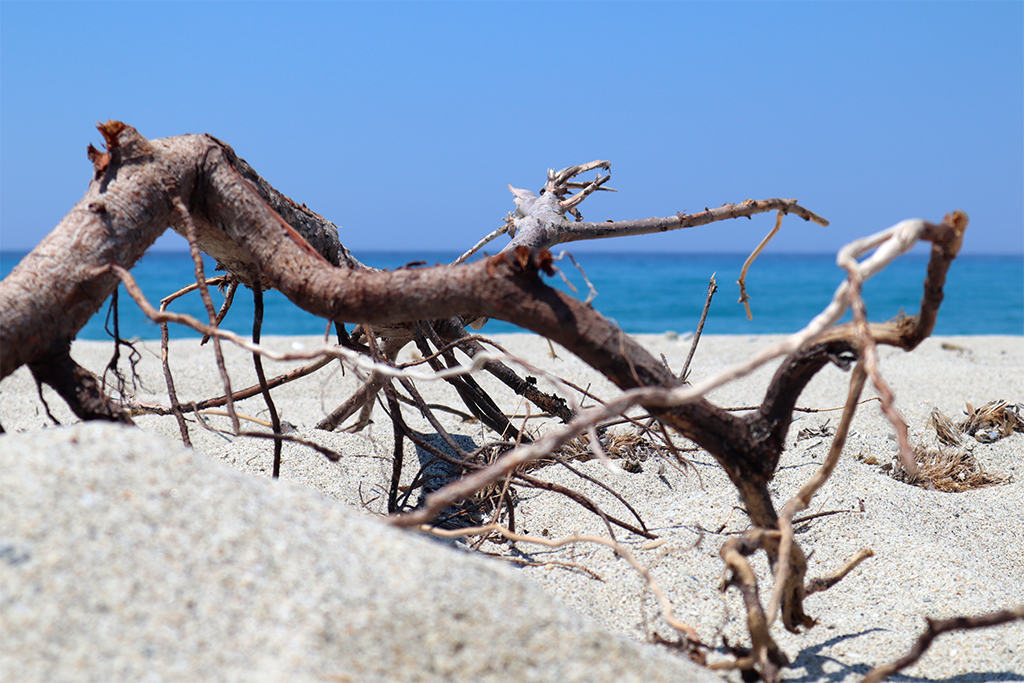 Treibgut am Possidi-Beach Kasandra